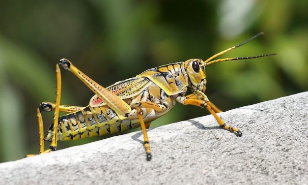 Saltamontes