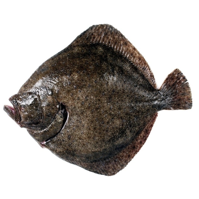Rodaballo