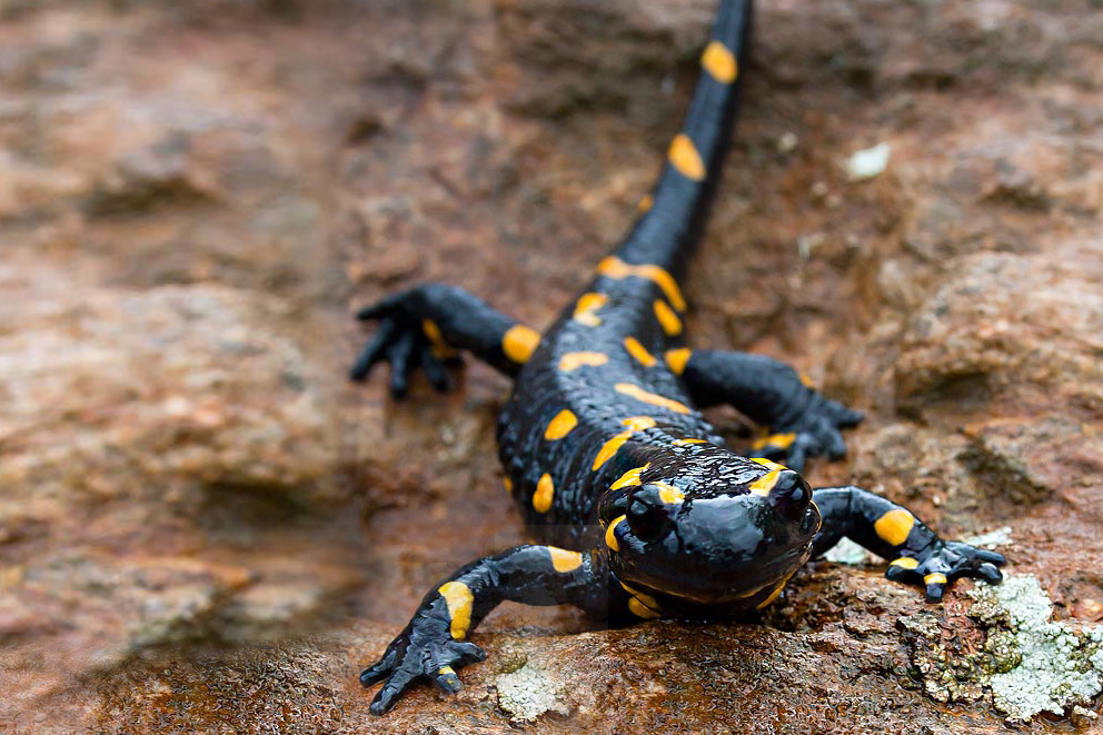 Salamandra