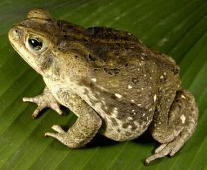 Sapo
