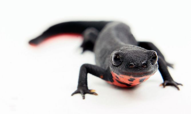 Tritón