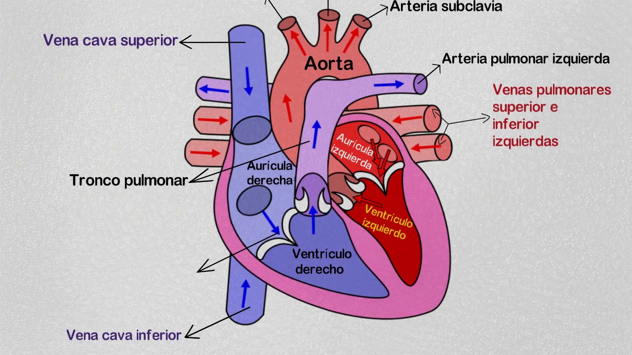 corazón