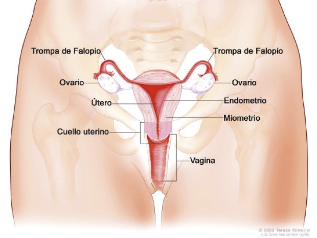 reproductor femenino