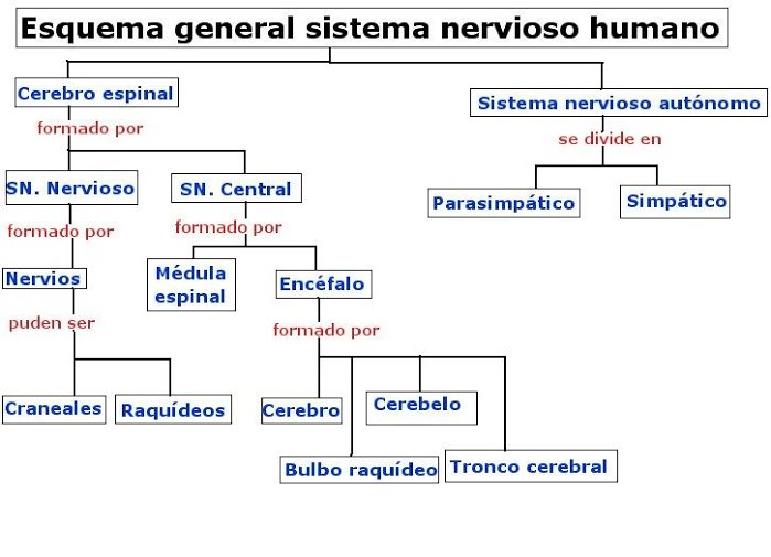 nervioso 