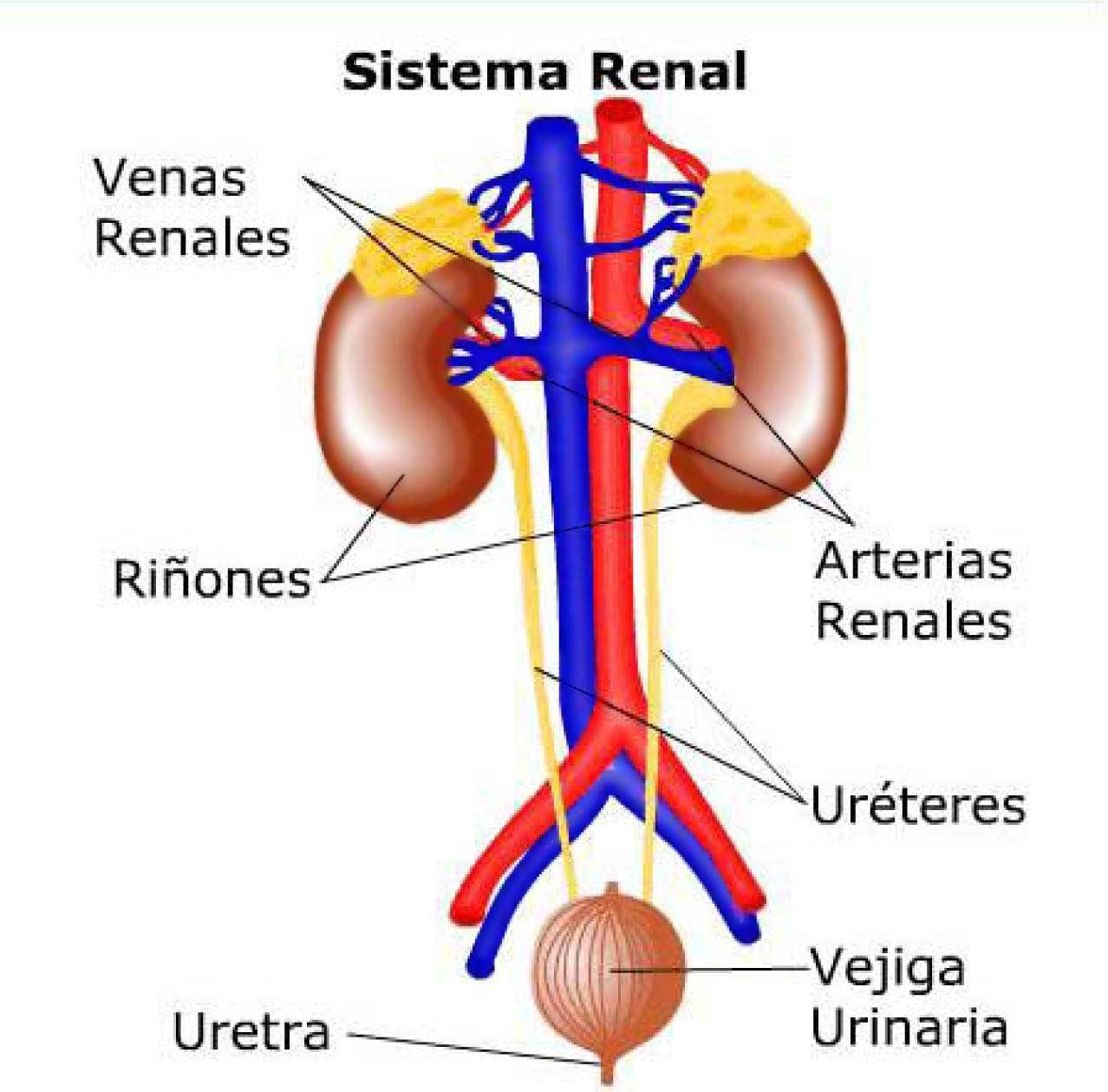vías urinarias 