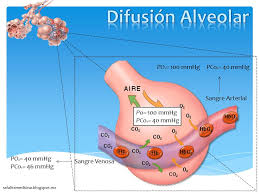 difusión alveolar 