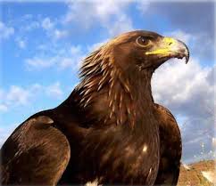 águila