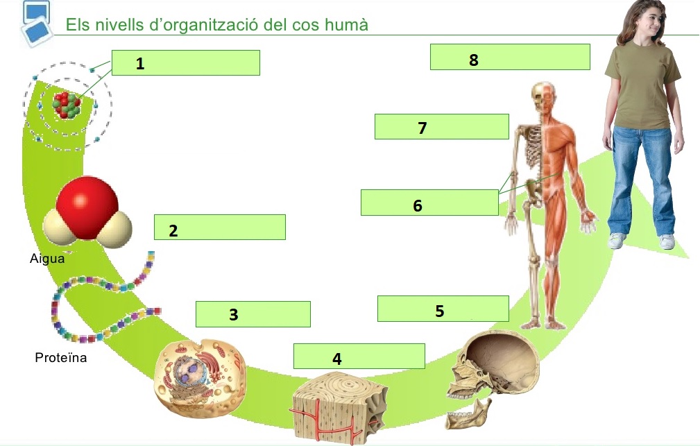 Nivells d'organització