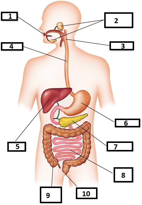 Aparell digestiu