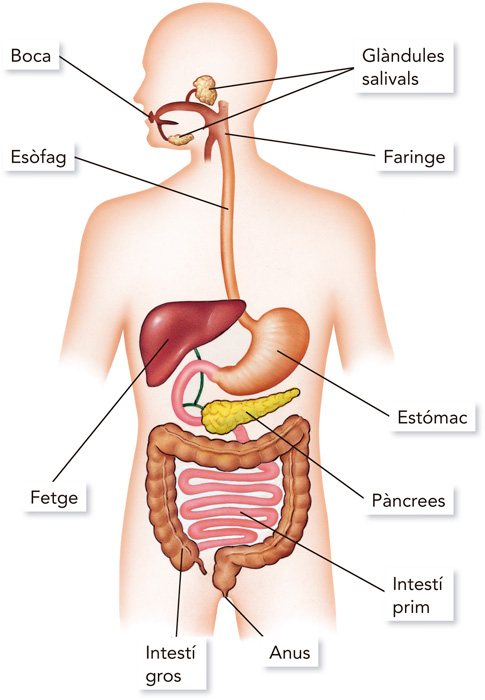 Aparell digestiu.noms