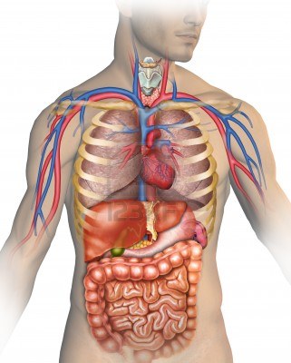 Fisiologia