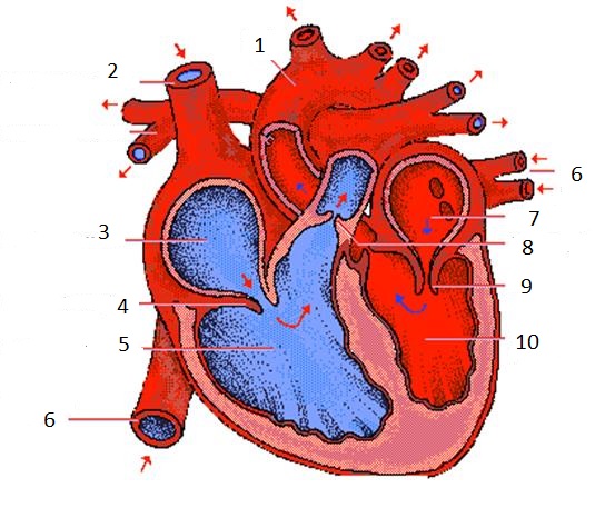 cor
