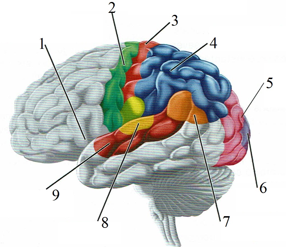 cerebro