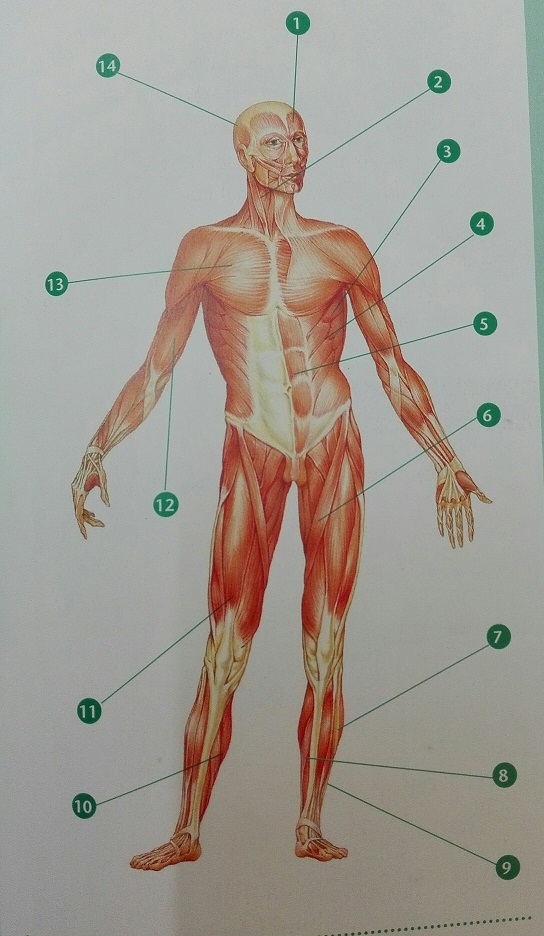Músculs