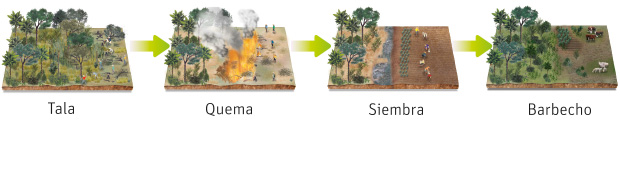agricultura itinerante o de rozas