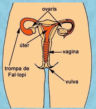 Aparell reproductor femení