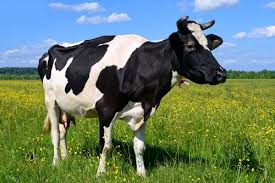 vaca