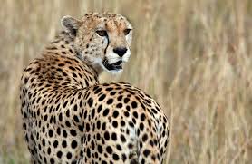 cheetah