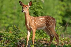 deer