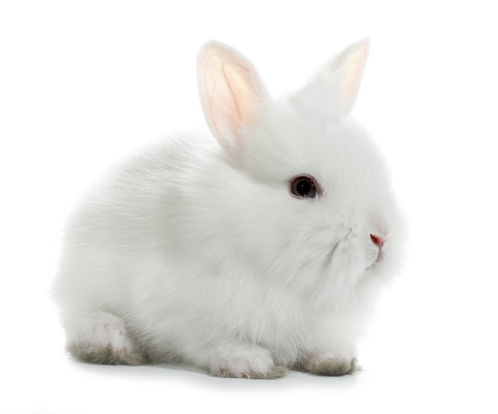 conejo