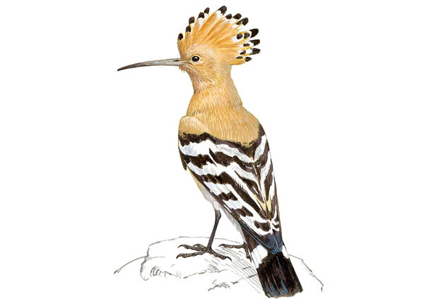 Abubilla