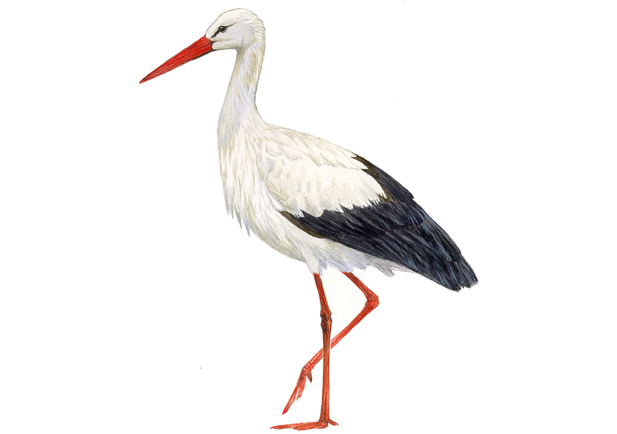 Cigüeña