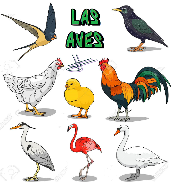 AVES...