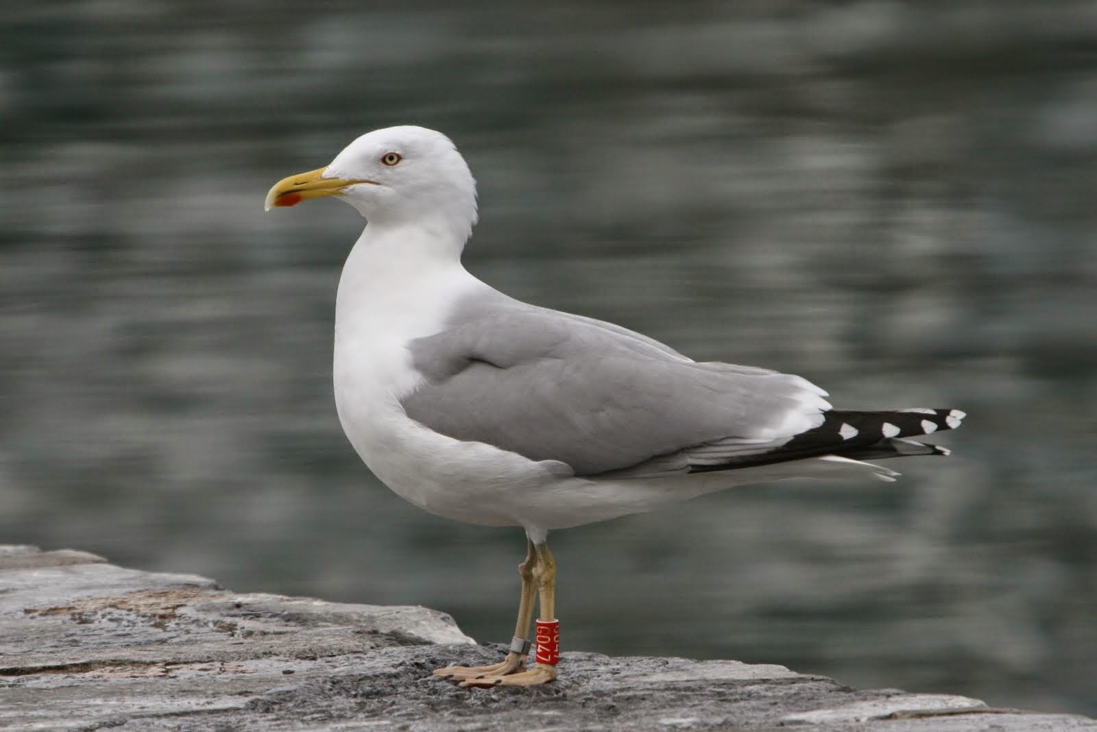 Gaviota