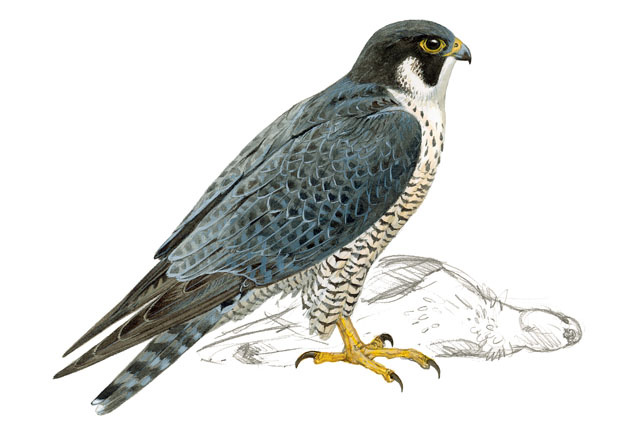 Halcón