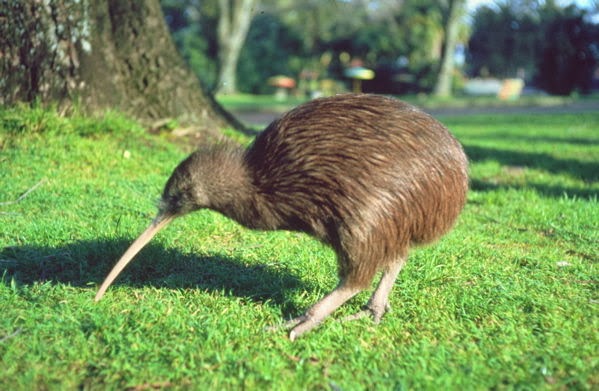 Kiwi