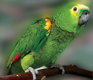 Loro