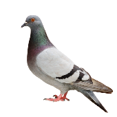 Pal