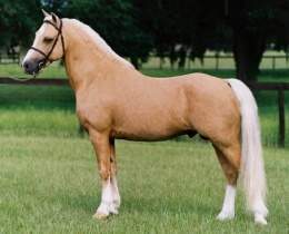 Animales