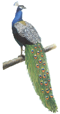 Pavo