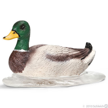 Pato
