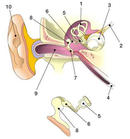 Imagen del oído