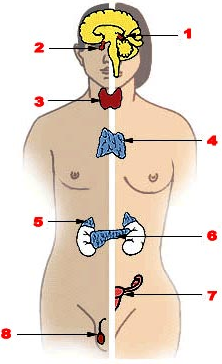 Sistema endocrino