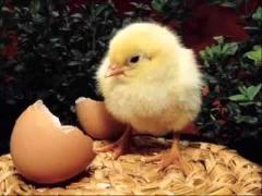 pollito