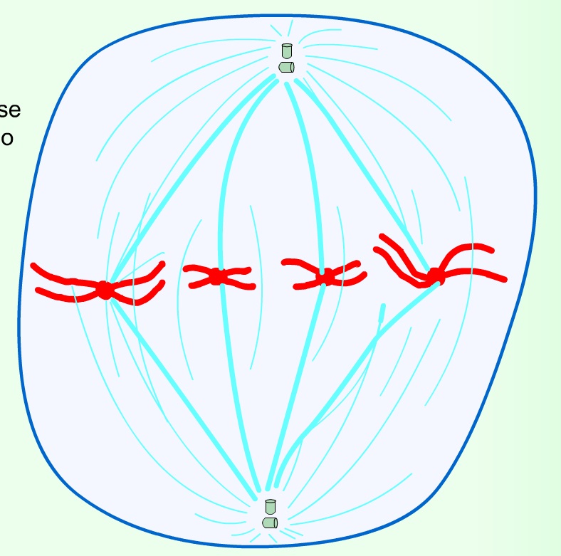 metafase