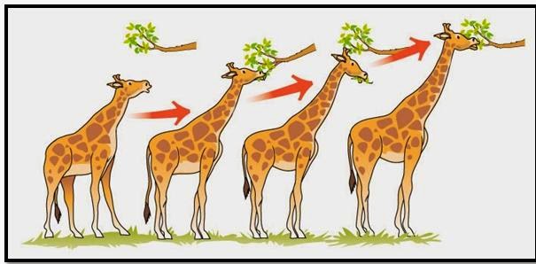 lamarck