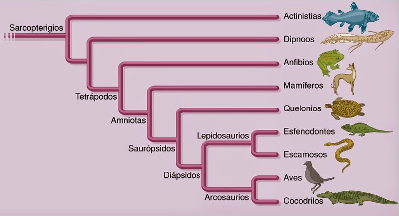 falsa_evolucion