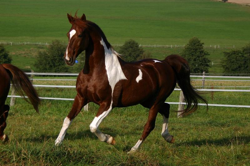 Caballo