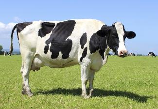 Vaca