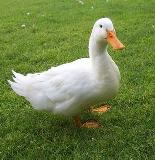 Pato