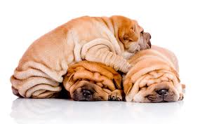 Shar pei
