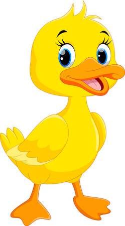 pollito