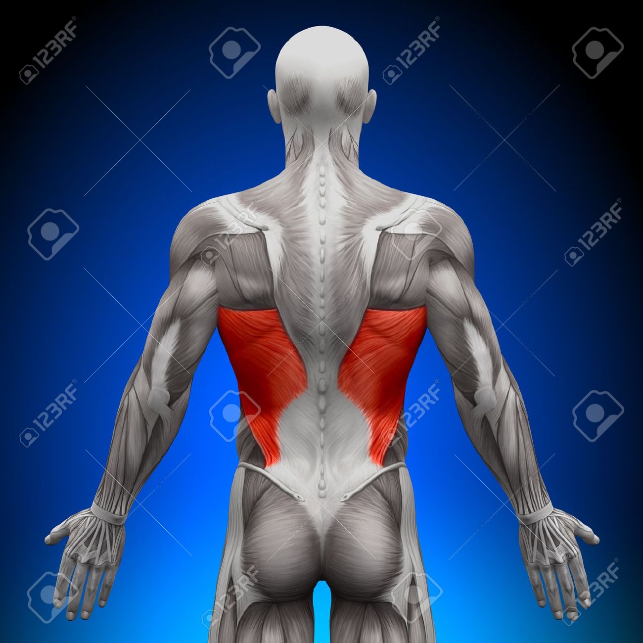 Dorsal