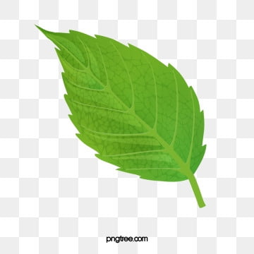 hoja