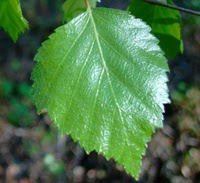 hoja dentada