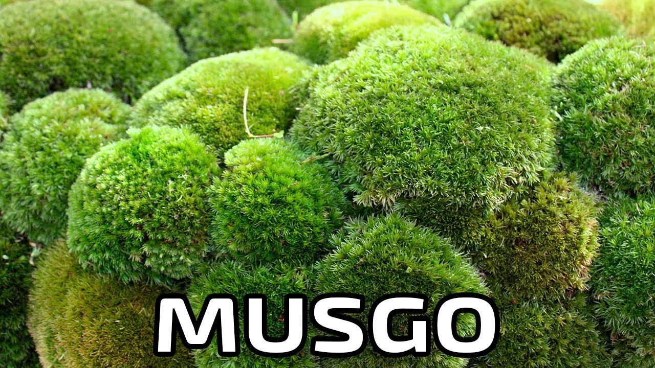 musgo